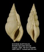 EOCENE-BARTONIAN Rimella fissurella labrosa